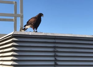 fidelis-pest-control